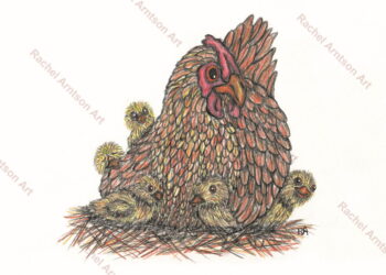 Are you a Mother Hen?